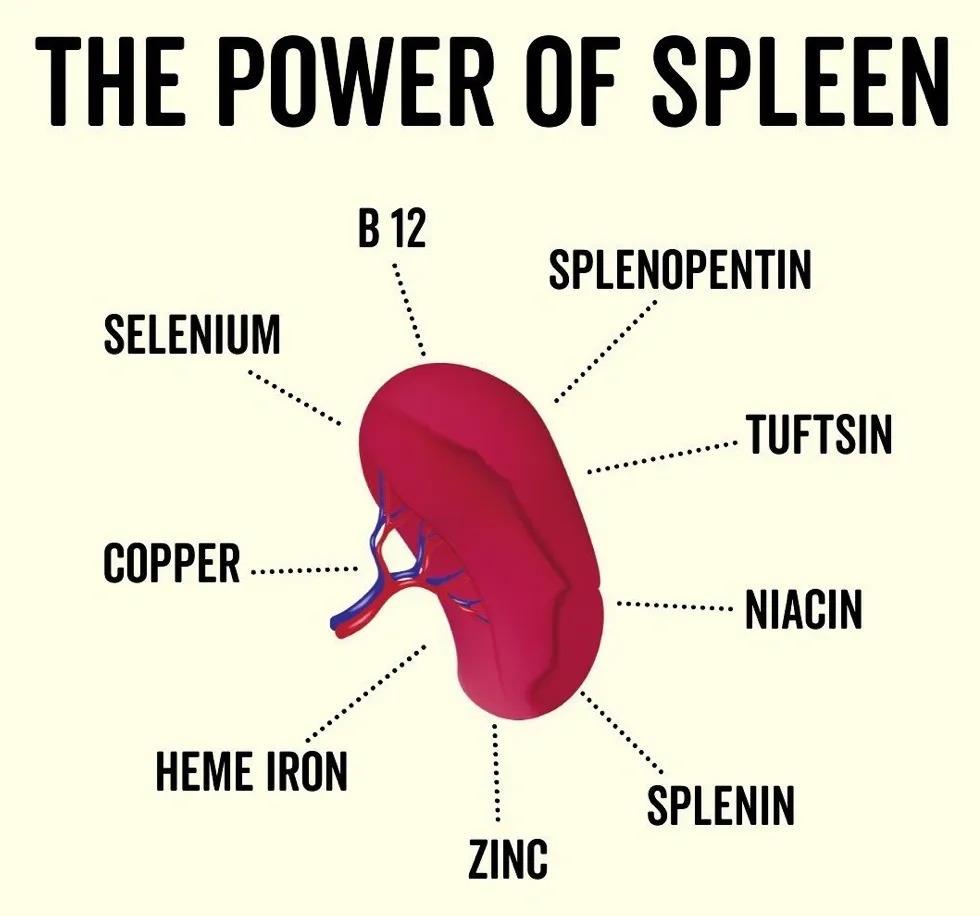 Organic Beef Spleen Capsules - Sup Yo