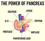 Grass Fed Beef Pancreas Capsules - Yo Keto